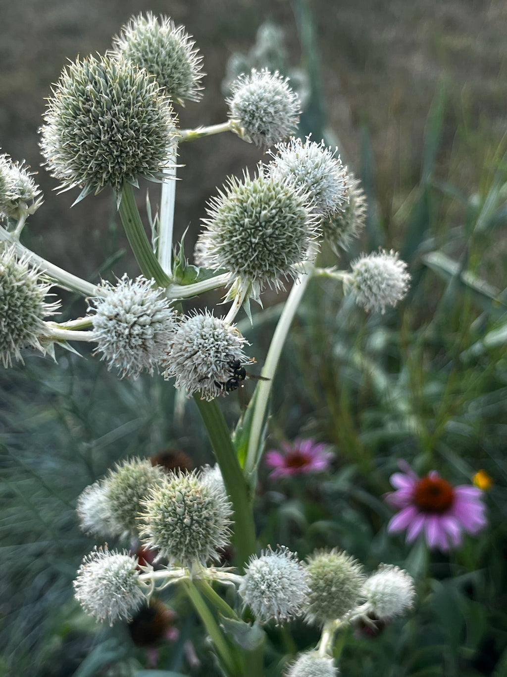 Eryngium yuccifolium - Rattlesnake Master