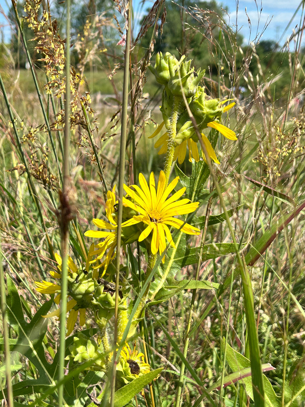Silphium laciniatum - Compass plant