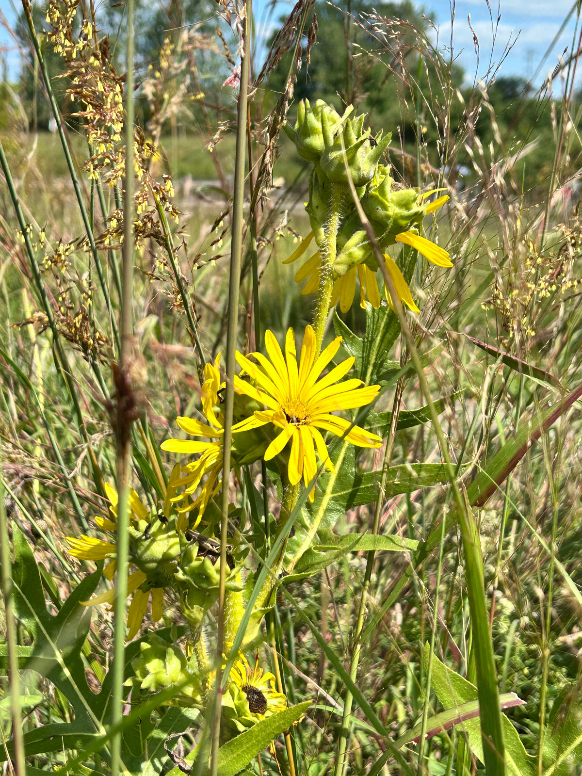 Silphium laciniatum - Compass plant