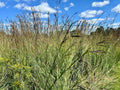 Andropogon gerardii - Big Bluestem