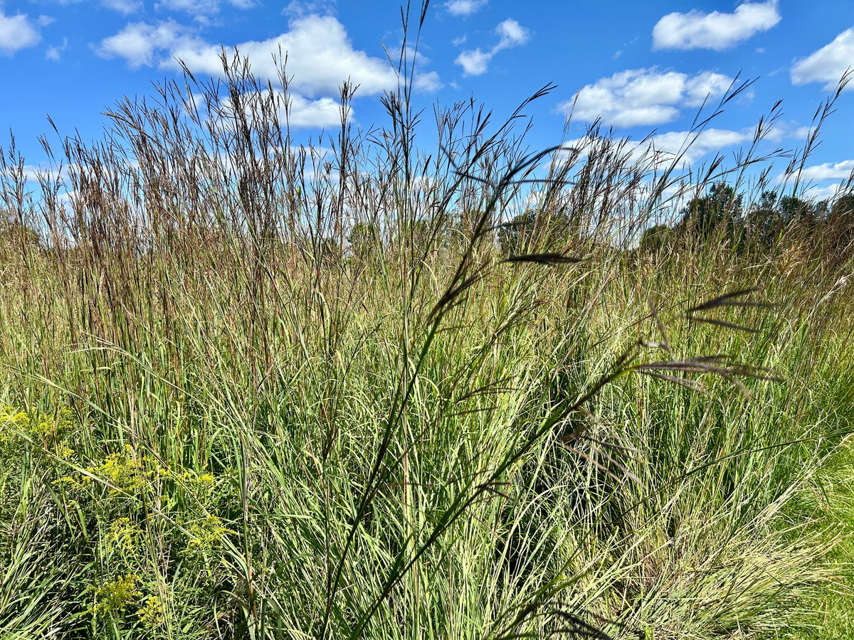 Andropogon gerardii - Big Bluestem