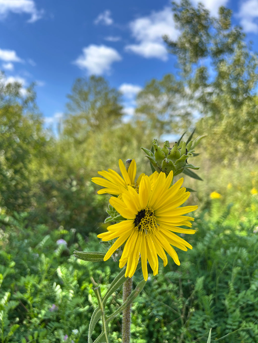 Silphium laciniatum - Compass plant