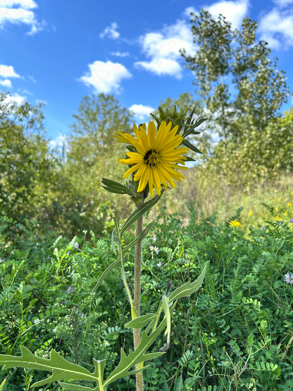 Silphium laciniatum - Compass plant