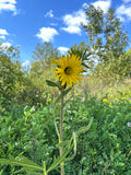 Silphium laciniatum - Compass plant