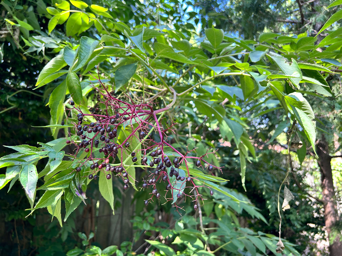 Sambucus canadensis - Common elderberry