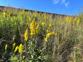 Solidago speciosa - Showy goldenrod