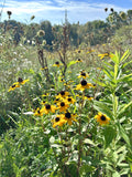 Rudbeckia triloba - Brown-eyed Susan