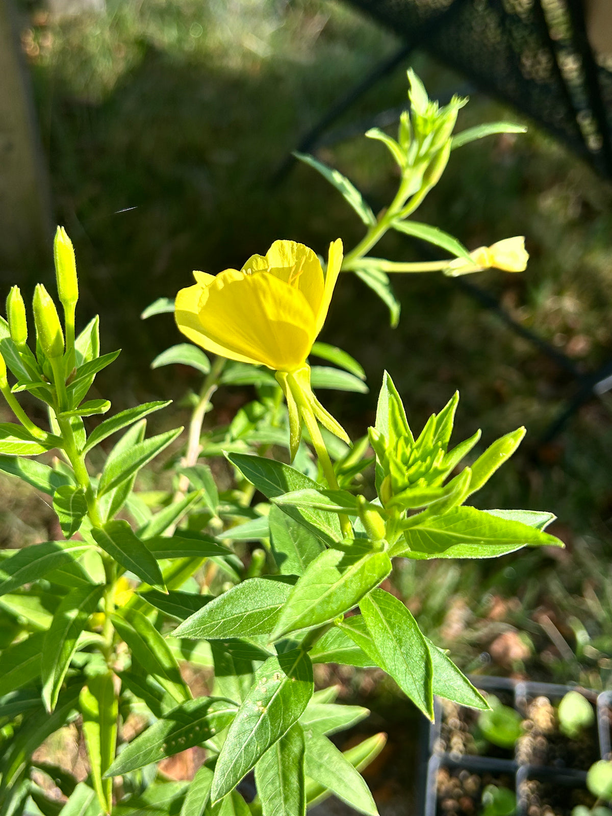 Oenothera biennis - Evening primrose